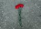 Red carnations flowers lie on pavement, symbol, rest in peace