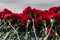 Red carnations on a gray granite