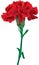 Red carnations isolated