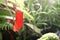 Red carnivorous plant nepenthes close-up. Tropical plant collection in orangery. Moscow State University botanical garden