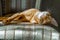 Red cat of Abyssinian breed lies on chair in funny pose.