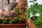 A red cat in the arms of a florist plants flowers in a flowerpot. Close-up portrait of an orange furry cat planting