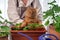 A red cat in the arms of a florist plants flowers in a flowerpot. Close-up portrait of an orange furry cat planting