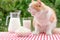 Red cat with bared mouth sits on table with dairy products