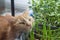 A red cat with a bright yellow color and green eyes rests among the seedlings of green shoots of young plants.