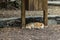 The red cat, carelessly dozing and basking on warm lava pebbles. Shot with a telephoto lens. Playa De Caleta, northeast of La