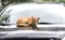 Red cat dozing on the hood of a car.