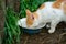 Red cat drink dirty rainwater from an old metal bowl. The bowl is on the ground near the wooden fence