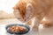 Red cat eats food from grey bowls