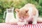 Red cat eats sour cream on table