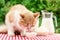 Red cat eats sour cream on a table
