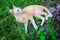 Red cat on green grass. Lovely ginger cat outside in summer garden