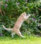 Red cat jumping, trying to catch a butterfly