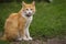 red Cat with kind green eyes, Portrait cute red ginger kitten. happy adorable cat, Beautiful fluffy red orange cat lie in grass