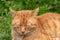 Red cat lies relaxed in the grass and has a tick over the eye on the head