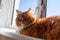 Red cat lies on the windowsill. Ginger kitty is lying on the window in sunlight. Fat fluffy cat with amber eyes looks at the