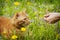 Red cat lying on the green grass with wildflowers