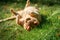 Red cat lying in a meadow, upside down cat sleeping in green grass in summer time