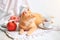 Red cat lying near white tableware in the mornig