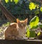 Red cat in morning haze in garden. Adorable cat looking at camera outdoor. Cute pet concept.