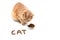 A red cat near a bowl of dry cat food on a white background. The CAT is lined with dry cat food