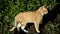 Red cat. The owner calls her pet. There is sound. A kitten walks in the garden near the house