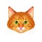 Red cat realistic portrait isolated vector