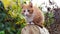 Red cat is resting on a log among the autumn shrubs. A pet walks on the street near the house in autumn