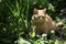 Red cat sits in the bushes and stares intently to the side, Closeup