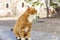 A red cat sits on a cannon in the old city. Celebrity fortress in Vyborg. Close-up