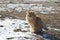 Red cat sits on the ground with snow on a sunny day