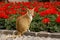 Red cat sits in a half-turn on a border near the big blossoming bed of a red begonia