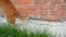 Red cat sits and plays near the orange brick wall, catches a fly and eats it