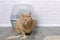 Red cat sitting in front of a litter box and waiting.