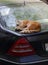 Red cat sleeps on the trunk of a blue passenger car