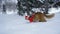 A red cat in the snow in the evening in a suit of Santa Claus carries a Christmas tree on his back, in a hurry for the