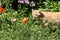 Red cat stares to the side and sneaks in the bushes in garden, Closeup