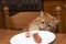 Red cat steals sausage from a plate