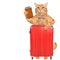 Red cat with a suitcase and document.