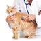 Red cat with veterinarian doctor.