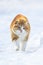 Red cat walking on the white snow pacing among the snowdrifts i