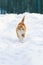 Red cat walking on the white snow pacing among the snowdrifts i