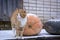 Red cat walks next to huge pumpkins. Pumpkins in the snow in the open air