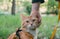 A red cat walks with the owner on a harness