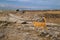 Red cat walks on sights of the destroyed ancient city Hierapolis in Pamukkale, Turkey ÑˆÑ‚ summer day