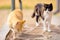 Red cat washes a paw. Calico kitty on a blurry background staring at him in a summer backyard