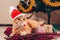 Red cat wears Santa`s hat lying under Christmas tree. Christmas and New year concept