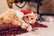 Red cat wears Santa`s hat lying under Christmas tree. Christmas and New year concept