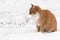 red cat in winter sits on the snowy ground and looks ahead. the pet wants to be allowed home to warm up.