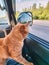 The red cat is worried in car.